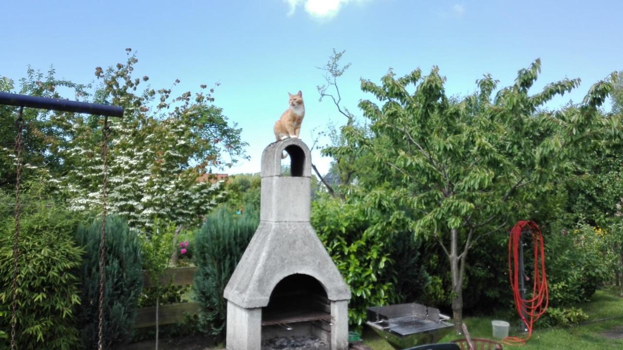 Kleine Moewe * Rostock